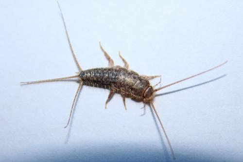 Réf. 229 457 : Ctenolepisma lineata